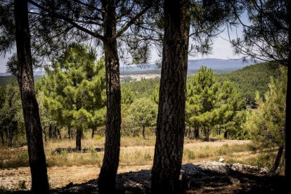 El bosque va recuperando su porte y su esencia