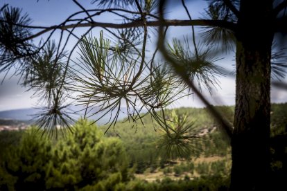 El bosque va recuperando su porte y su esencia