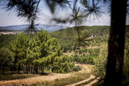 El bosque va recuperando su porte y su esencia
