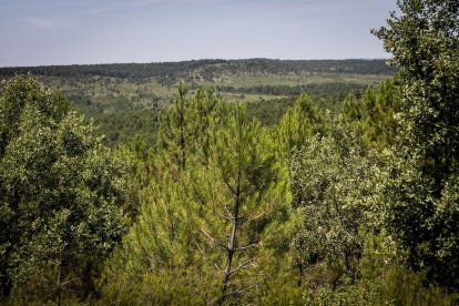El bosque va recuperando su porte y su esencia