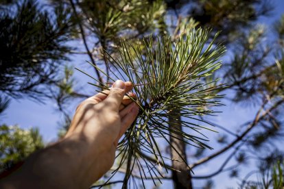 El bosque va recuperando su porte y su esencia