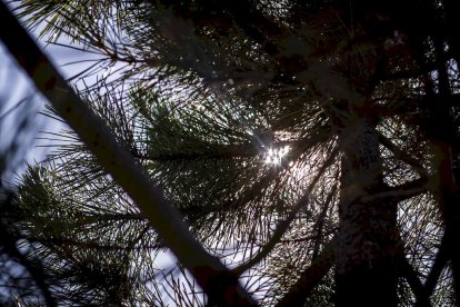 El bosque va recuperando su porte y su esencia