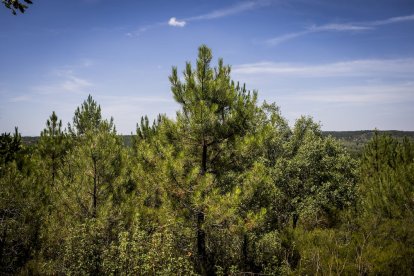 El bosque va recuperando su porte y su esencia