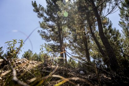 El bosque va recuperando su porte y su esencia