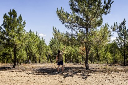 El bosque va recuperando su porte y su esencia