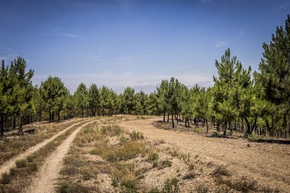 El bosque va recuperando su porte y su esencia