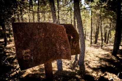 El bosque va recuperando su porte y su esencia