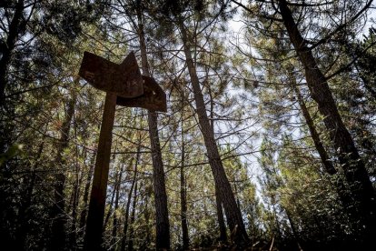 El bosque va recuperando su porte y su esencia