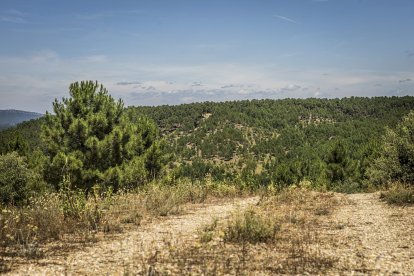 El bosque va recuperando su porte y su esencia