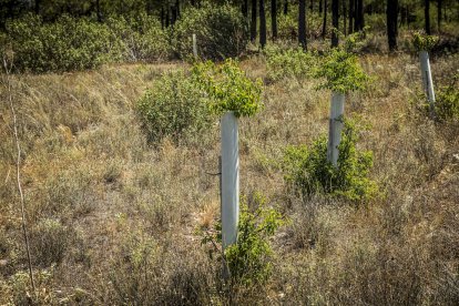 El bosque va recuperando su porte y su esencia