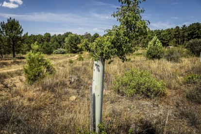 El bosque va recuperando su porte y su esencia