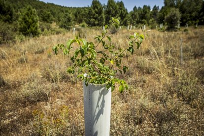El bosque va recuperando su porte y su esencia