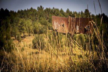 El bosque va recuperando su porte y su esencia