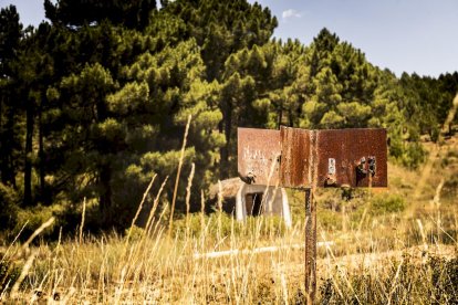El bosque va recuperando su porte y su esencia