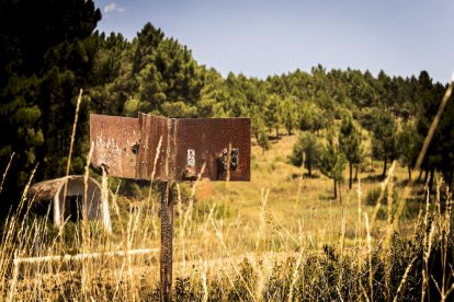 El bosque va recuperando su porte y su esencia