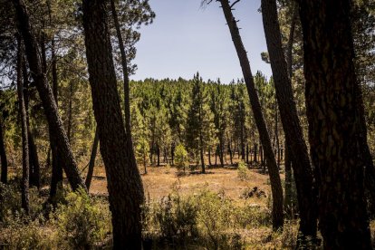 El bosque va recuperando su porte y su esencia