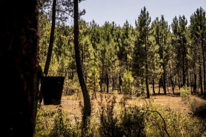 El bosque va recuperando su porte y su esencia