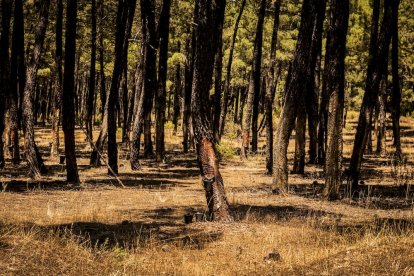 El bosque va recuperando su porte y su esencia