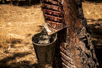 El bosque va recuperando su porte y su esencia