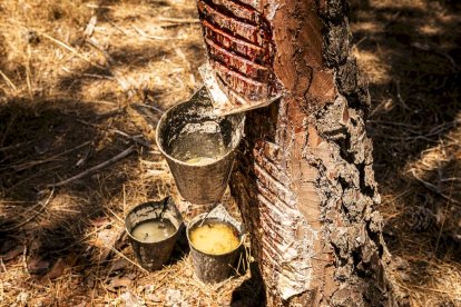 El bosque va recuperando su porte y su esencia