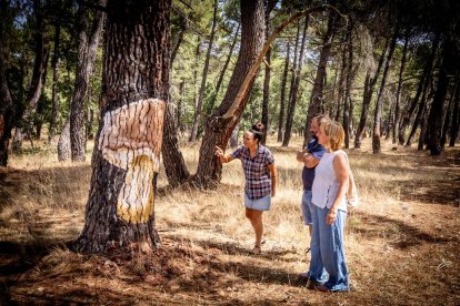 Una zona del Monte Valonsadero donde disfrutar a escasos minutos de la ciudad