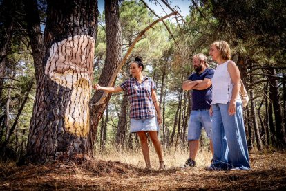 Una zona del Monte Valonsadero donde disfrutar a escasos minutos de la ciudad
