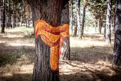 Una zona del Monte Valonsadero donde disfrutar a escasos minutos de la ciudad