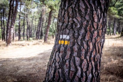 Una zona del Monte Valonsadero donde disfrutar a escasos minutos de la ciudad