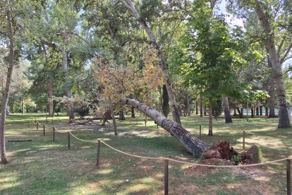 Álamo caído cuya madera ha servido para vallar una zona del parque de La Arboleda, en Almazán.