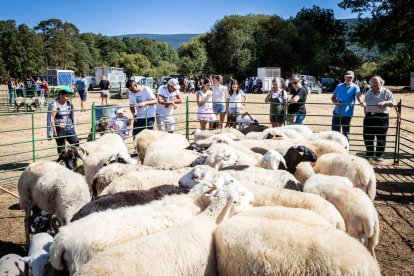 Una oportunidad para conocer el ganado de la zona