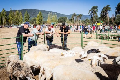 Una oportunidad para conocer el ganado de la zona