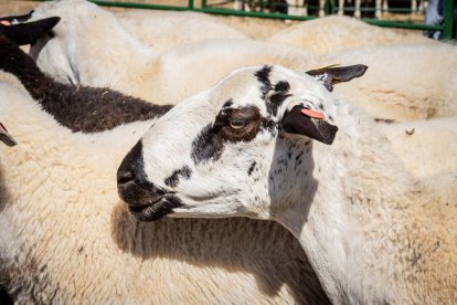 Una oportunidad para conocer el ganado de la zona