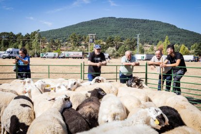 Una oportunidad para conocer el ganado de la zona
