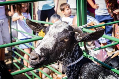 Una oportunidad para conocer el ganado de la zona