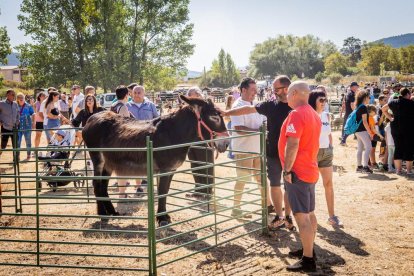 Una oportunidad para conocer el ganado de la zona
