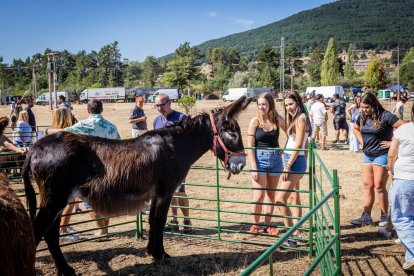 Una oportunidad para conocer el ganado de la zona