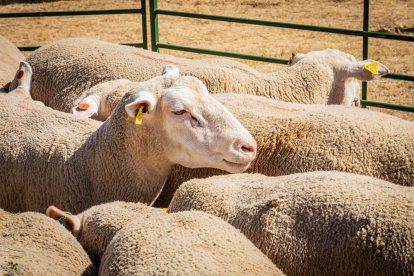 Una oportunidad para conocer el ganado de la zona