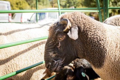 Una oportunidad para conocer el ganado de la zona
