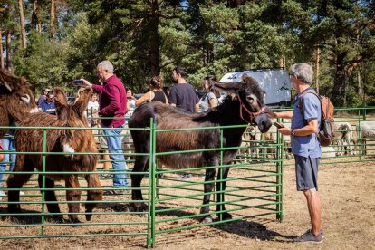 Una oportunidad para conocer el ganado de la zona