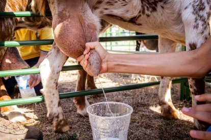 Una oportunidad para conocer el ganado de la zona