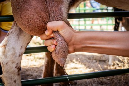 Una oportunidad para conocer el ganado de la zona