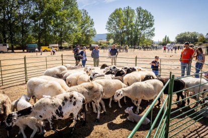 Una oportunidad para conocer el ganado de la zona