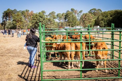 Una oportunidad para conocer el ganado de la zona