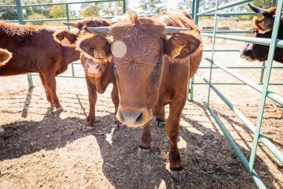 Una oportunidad para conocer el ganado de la zona