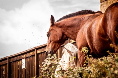 Un millar de corredores en esta undécima edición