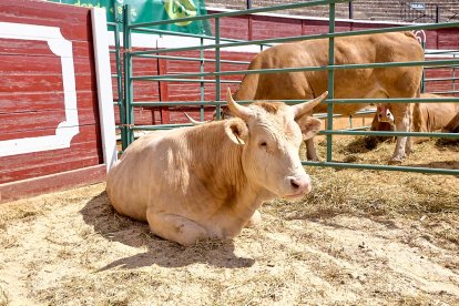 Concentración de ganado de carácter de exposición e incluso venta de animales.