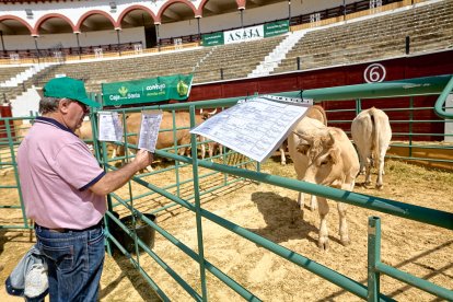 Concentración de ganado de carácter de exposición e incluso venta de animales.