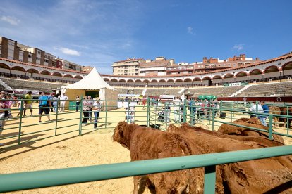 Concentración de ganado de carácter de exposición e incluso venta de animales.