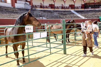 Concentración de ganado de carácter de exposición e incluso venta de animales.