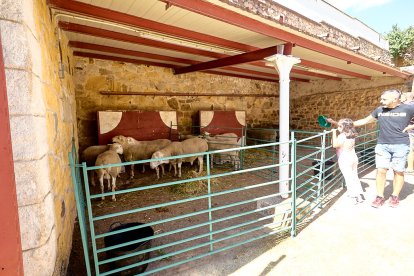 Concentración de ganado de carácter de exposición e incluso venta de animales.